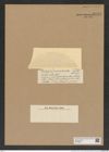Euodia recta Castr. (de-Toni-Nr.: Genus 210, Species 5285) Zeichnungen Sammlung Grunow Nr. 9098 (NHMW-BOT-W0378855)